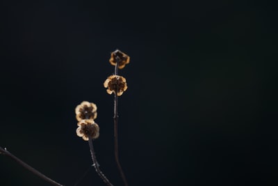 棕色和白色的花朵在黑色背景
